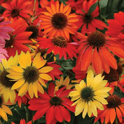 Coneflower - Cheyenne Spirit - 1 gallon - Hicks Nurseries