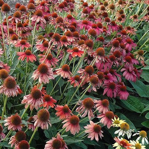 Coneflower - Cheyenne Spirit - 2 gallon - Hicks Nurseries