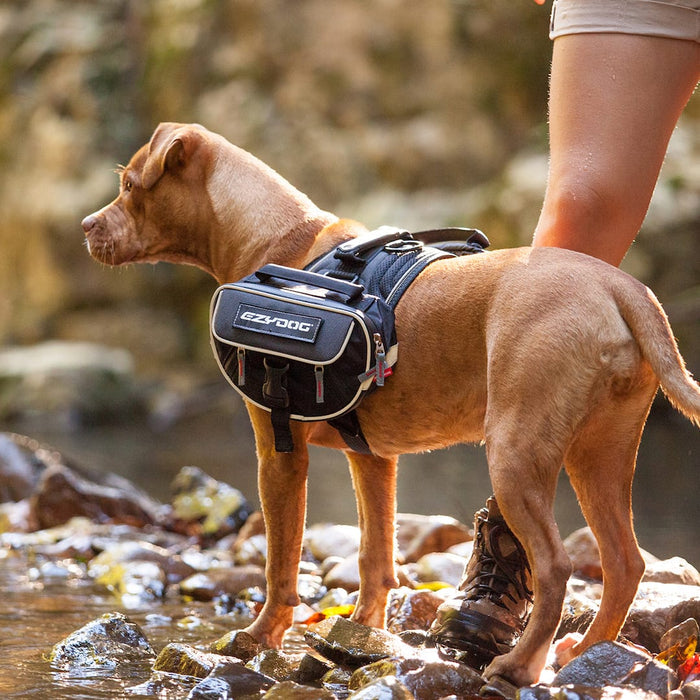 Dog wearing an EzyDog hiking harness standing on rocks near a body of water.