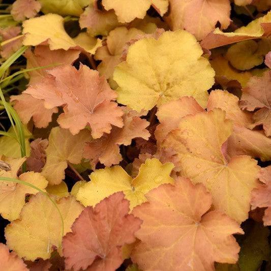 Coral Bells - Caramel - 1 gallon - Hicks Nurseries