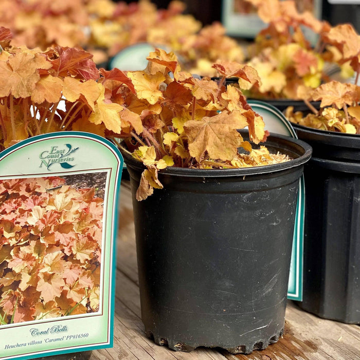 Coral Bells - Caramel - 1 gallon - Hicks Nurseries