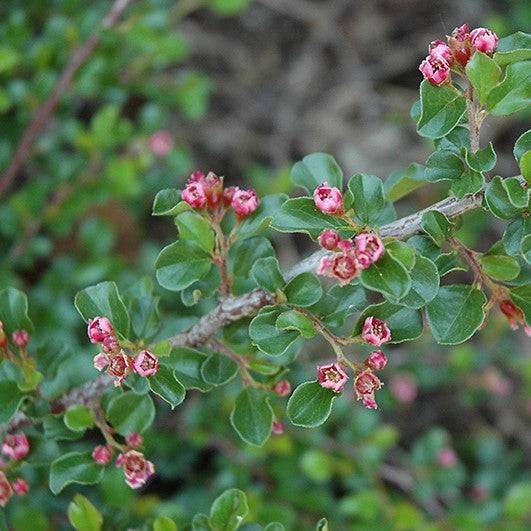 Cotoneaster - Tom Thumb - 3 gallon - Hicks Nurseries