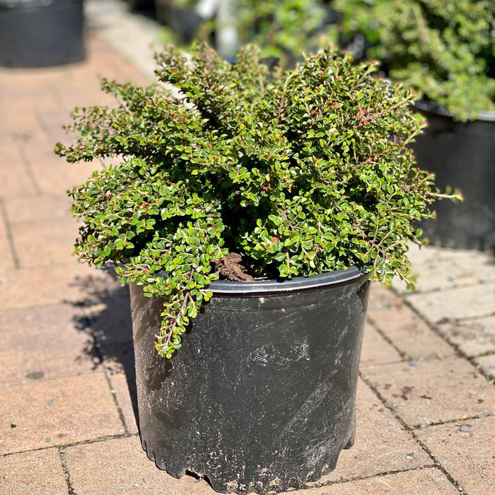 Cotoneaster - Tom Thumb - 3 gallon - Hicks Nurseries