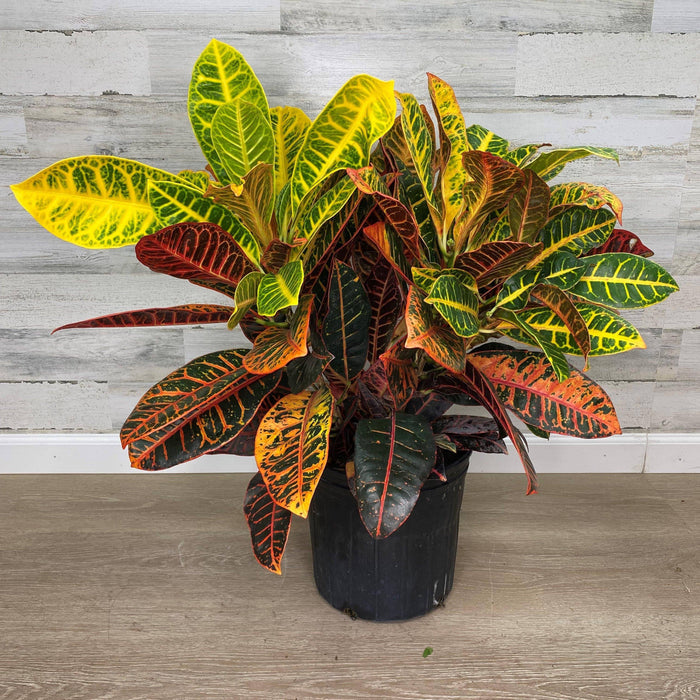 Croton - 10-inch Pot - Hicks Nurseries