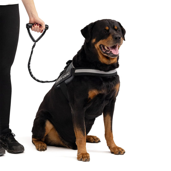 Rottweiler wearing a harness with a person holding a leash on a white background