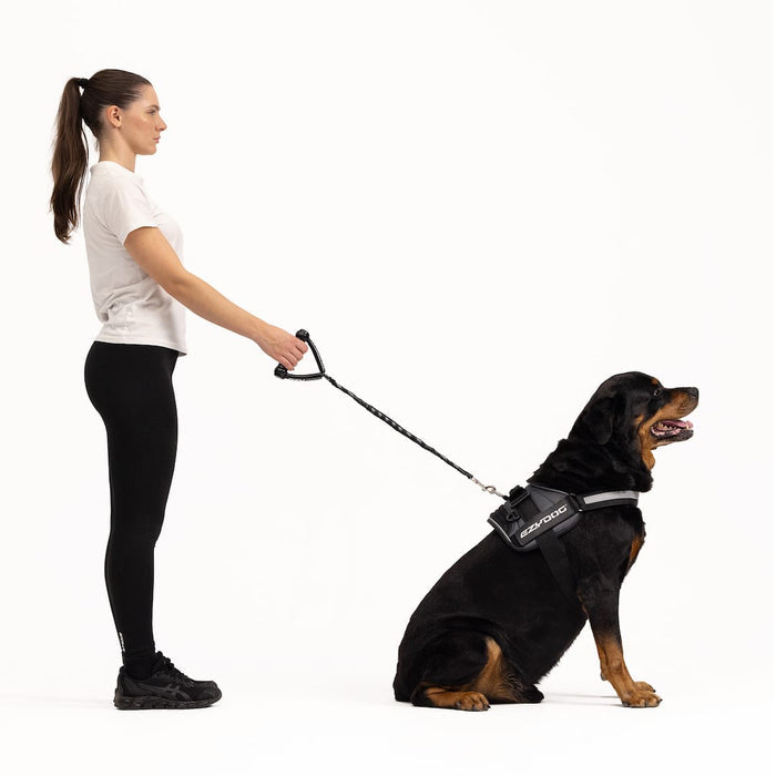 Woman walking a dog on a leash with a harness on a white background