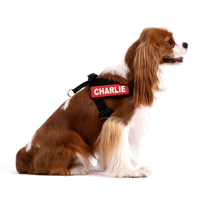 Dog wearing a harness with a name tag 'CHARLIE' on a white background