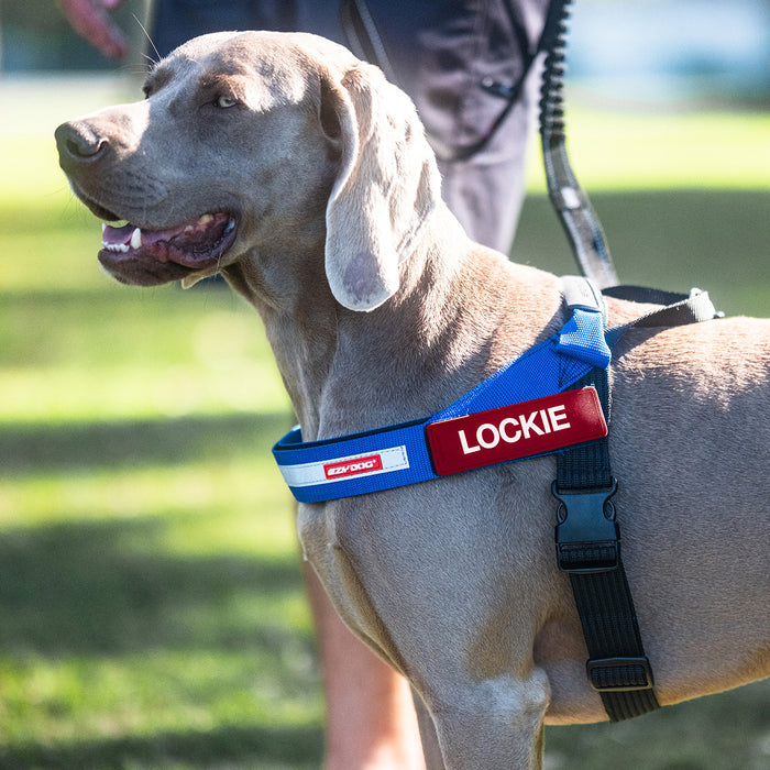 Dog wearing a blue harness with custom badge Lockie in a park