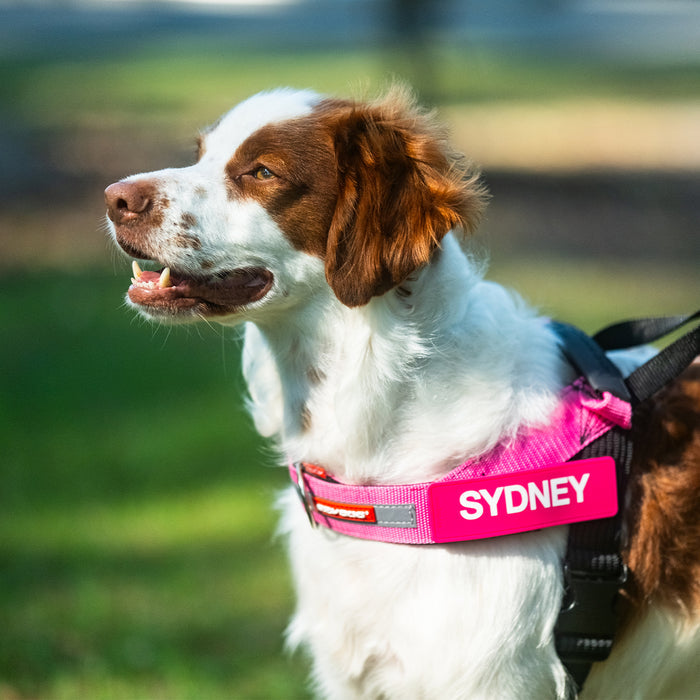 Dog wearing a pink harness with 'SYDNEY' on a blurred background