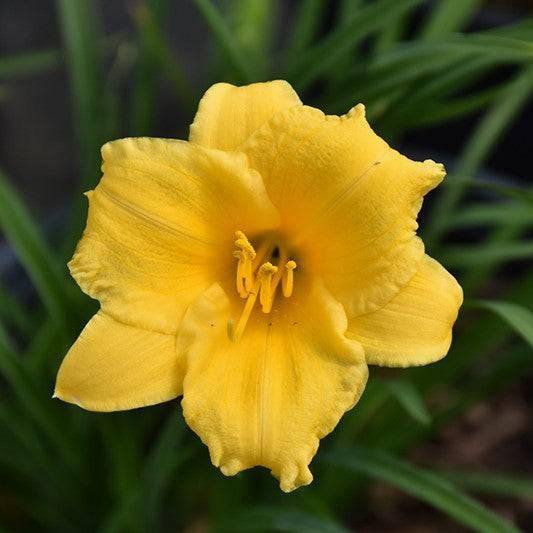 Daylily - Stella D'Oro - 2 gallon - Hicks Nurseries