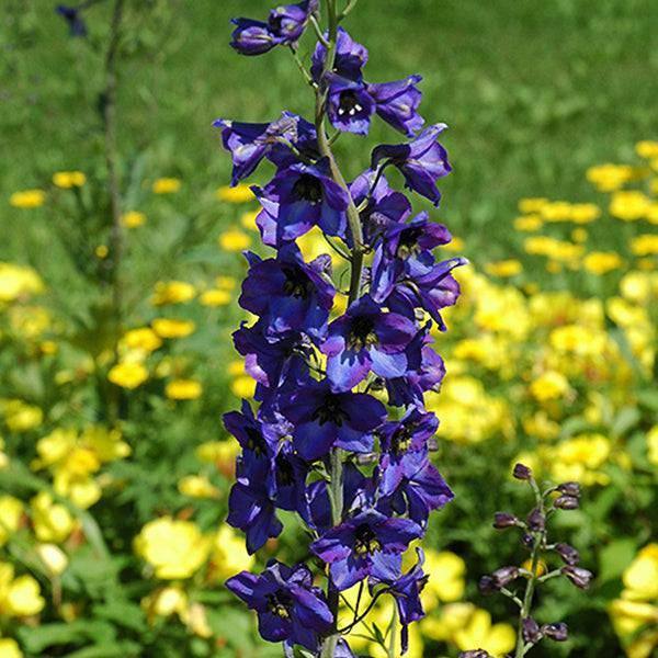 Delphinium - Black Knight - 2 gallon - Hicks Nurseries