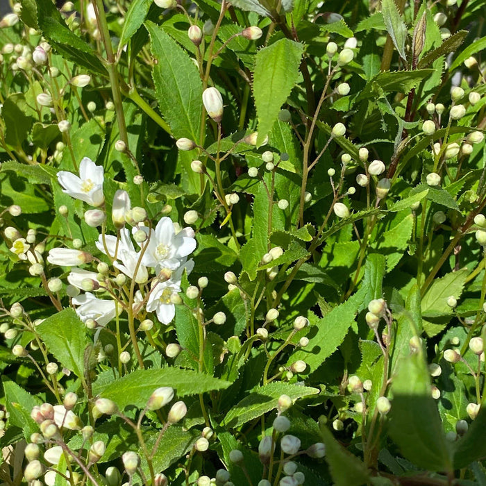 Deutzia - Nikko - 3 gallon - Hicks Nurseries