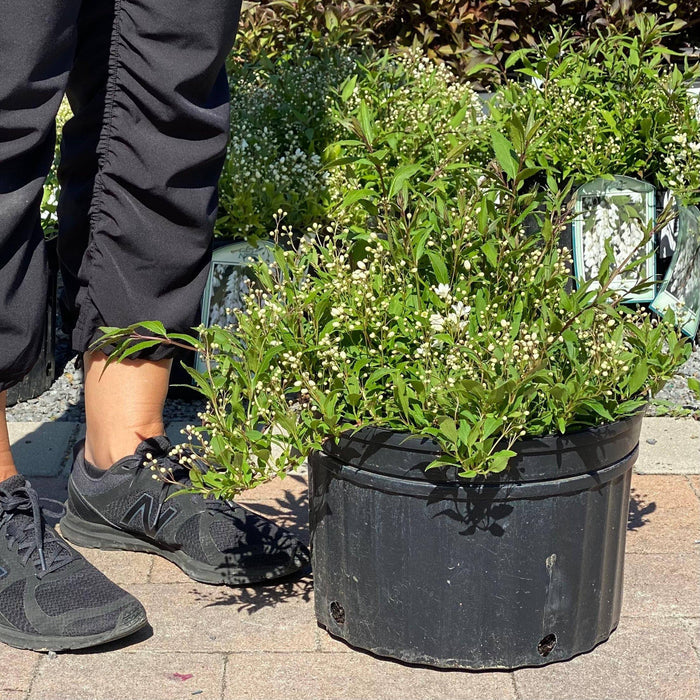 Deutzia - Nikko - 3 gallon - Hicks Nurseries