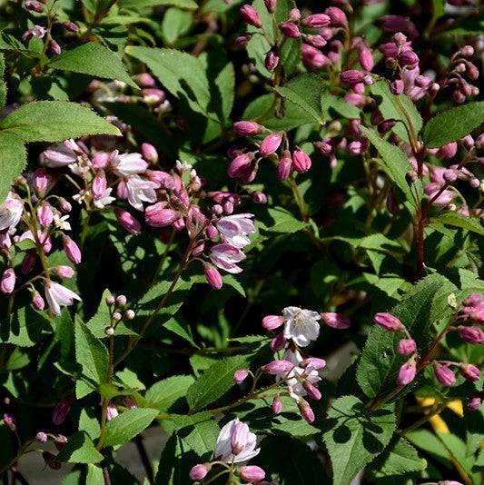 Deutzia - Yuki Cherry Blossom® - 3 gallon - Hicks Nurseries