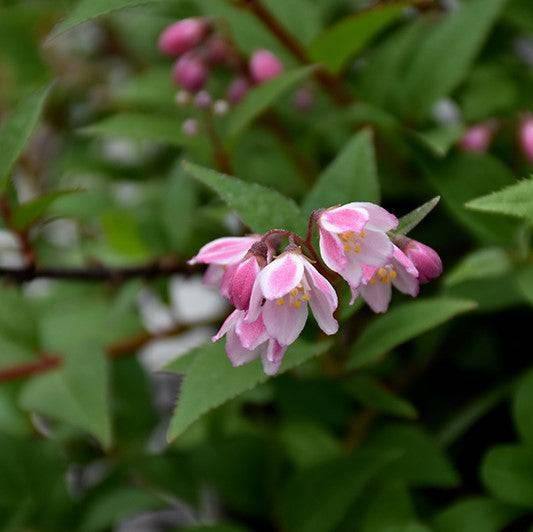 Deutzia - Yuki Cherry Blossom® - 3 gallon - Hicks Nurseries