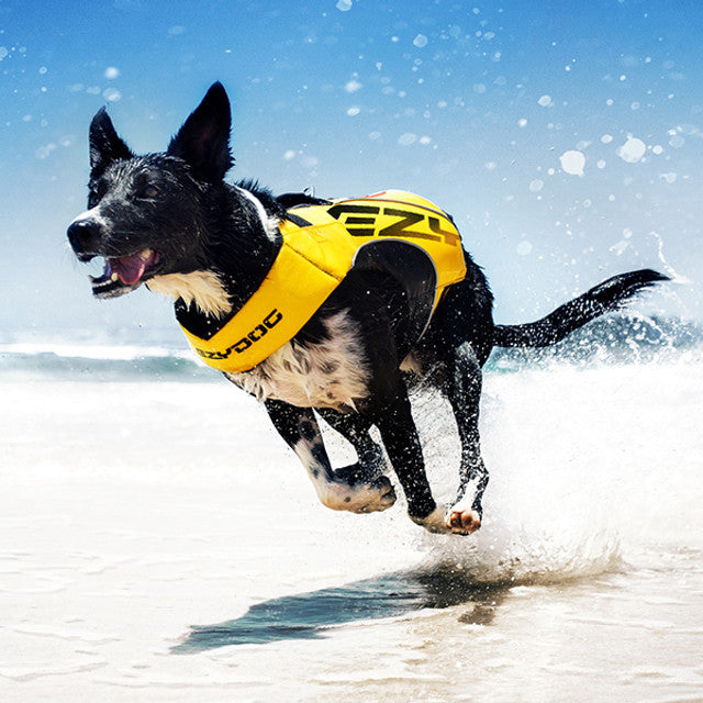 dog wearing yellow dfd x2 boost life jacket and running on water