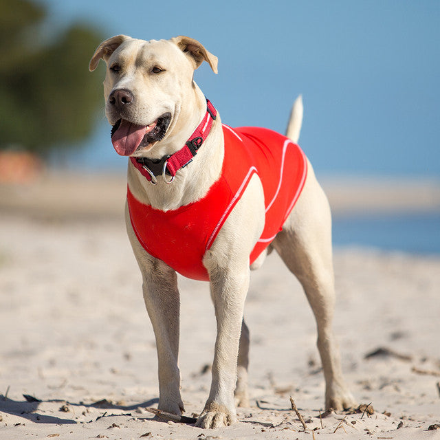 Dog Rashie Shirt