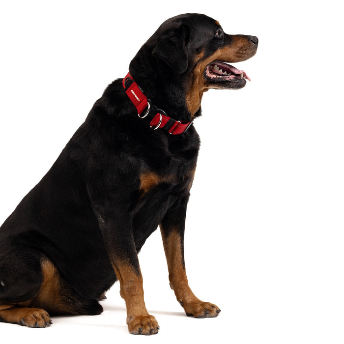 Dog wearing a red collar on a white background
