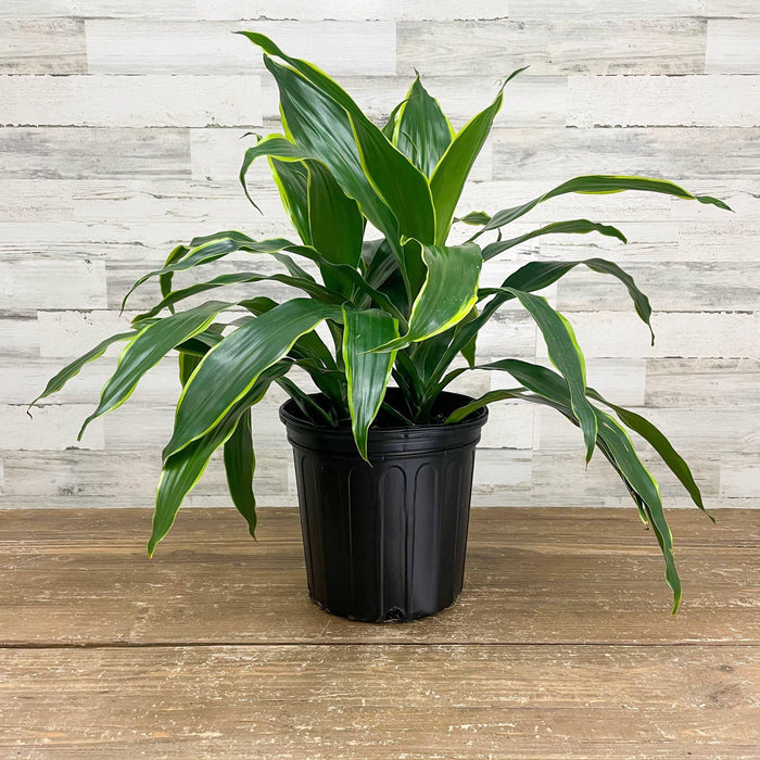 Dracaena - Carmen - 8-inch Pot - Hicks Nurseries