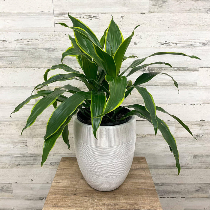Dracaena - Carmen - 8-inch Pot - Hicks Nurseries