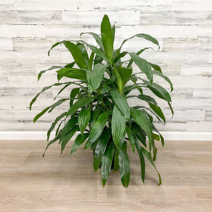 Dracaena - Janet Craig - 10-inch Pot - Hicks Nurseries