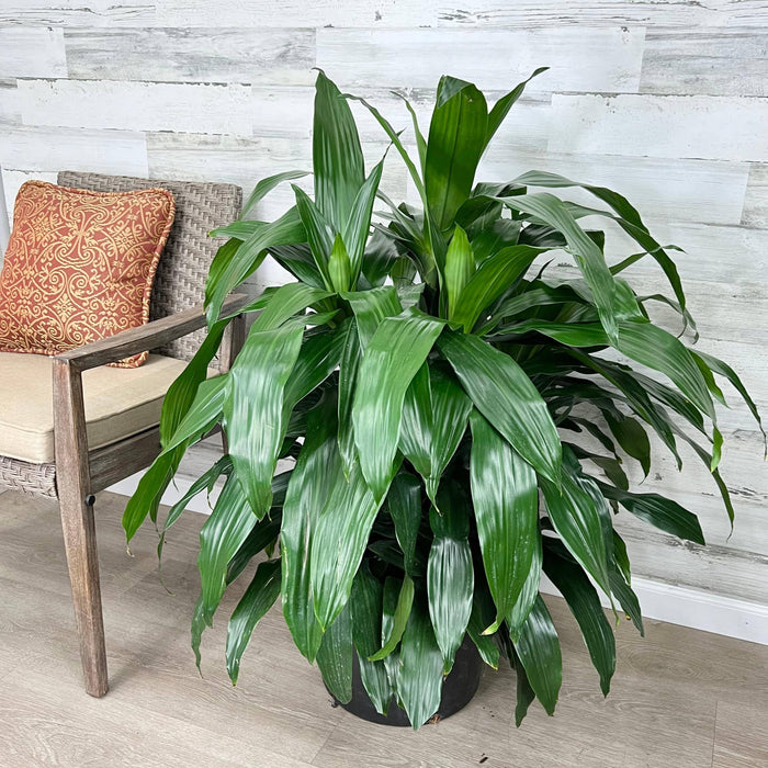 Dracaena - Janet Craig - 14-inch pot - Hicks Nurseries