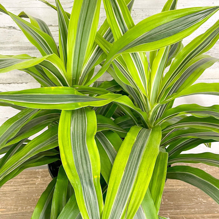 Dracaena - Lemon Lime - 8-inch Pot - Hicks Nurseries