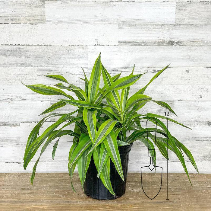Dracaena - Lemon Lime - 8-inch Pot - Hicks Nurseries