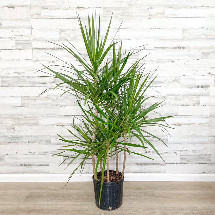 Dracaena - Marginata - 10 inch Pot - Hicks Nurseries