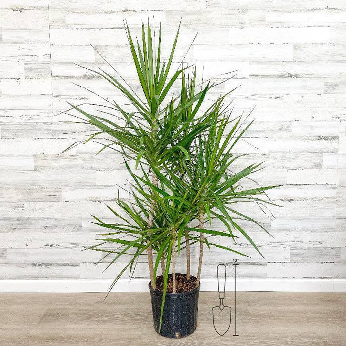 Dracaena - Marginata - 10 inch Pot - Hicks Nurseries