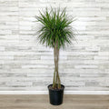 Dracaena - Marginata - 14-inch Pot - Hicks Nurseries