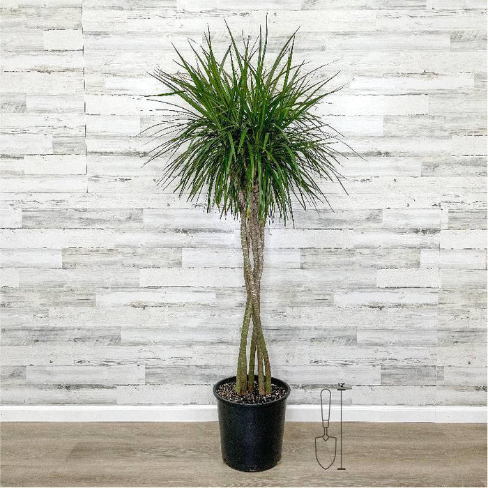Dracaena - Marginata - 14-inch Pot - Hicks Nurseries