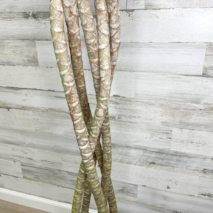 Dracaena - Marginata - 14-inch Pot - Hicks Nurseries