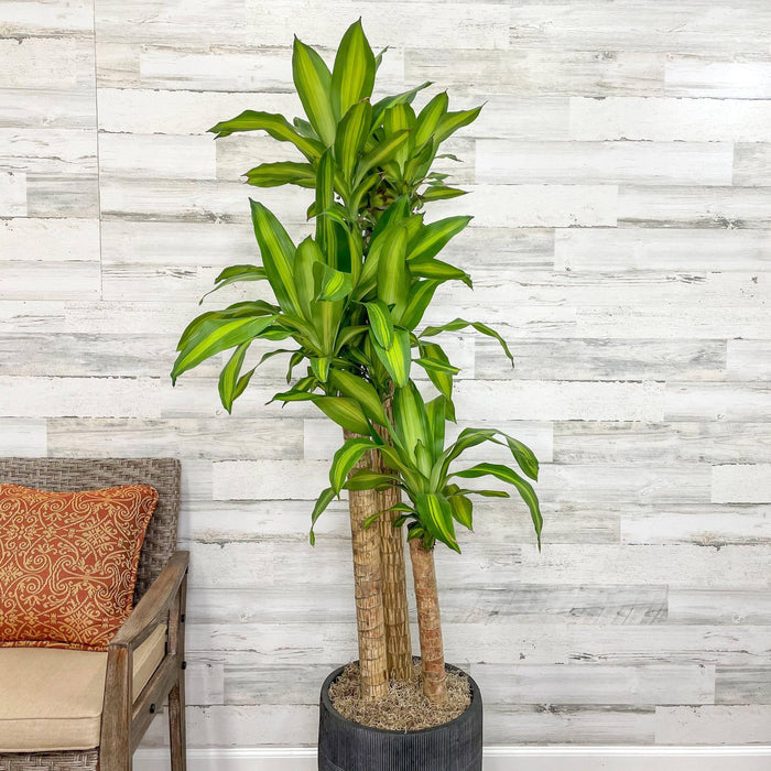 Dracaena - Massangeana Cane - 10-inch Pot - Hicks Nurseries