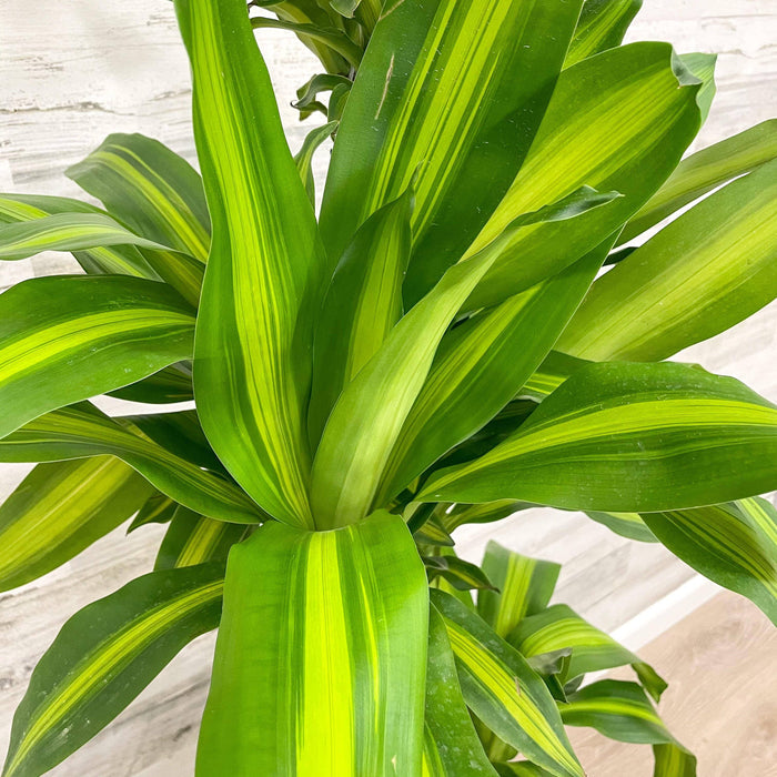 Dracaena - Massangeana Cane - 10-inch Pot - Hicks Nurseries