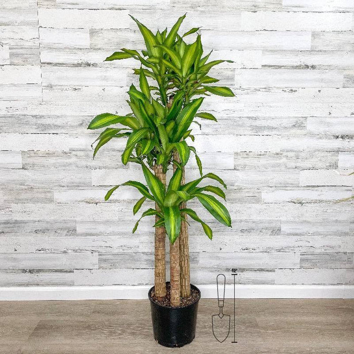 Dracaena - Massangeana Cane - 10-inch Pot - Hicks Nurseries