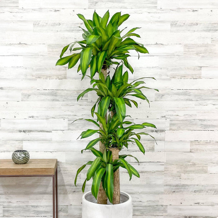 Dracaena - Massangeana Cane - 14-inch Pot - Hicks Nurseries