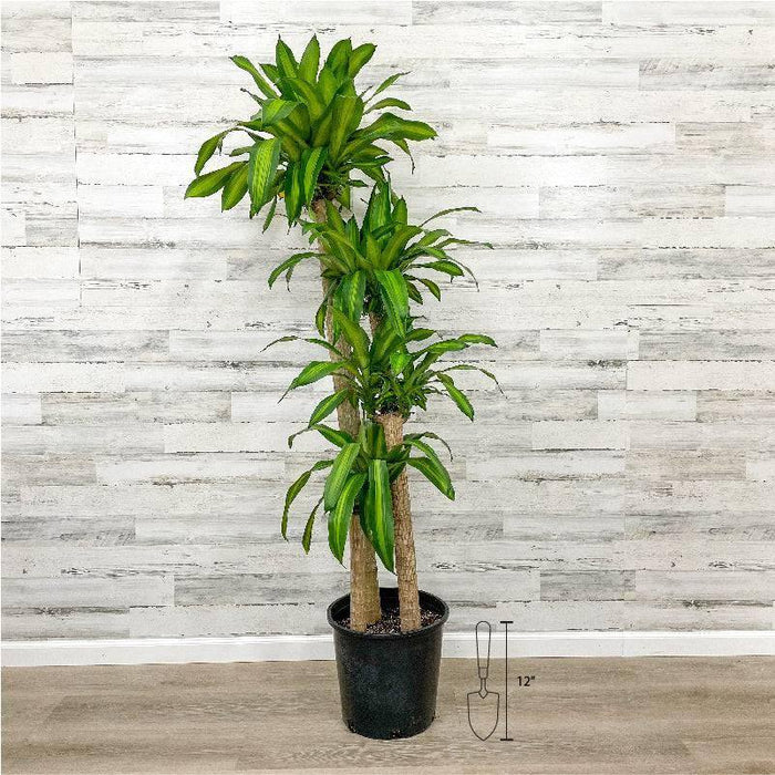 Dracaena - Massangeana Cane - 14-inch Pot - Hicks Nurseries
