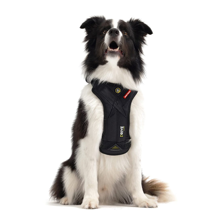 Dog wearing dog car harness
