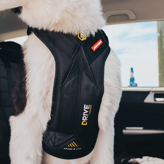 dog wearing dog car harness in a vehicle close up