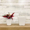 Ella Square Pot - White - 6-inches - Hicks Nurseries
