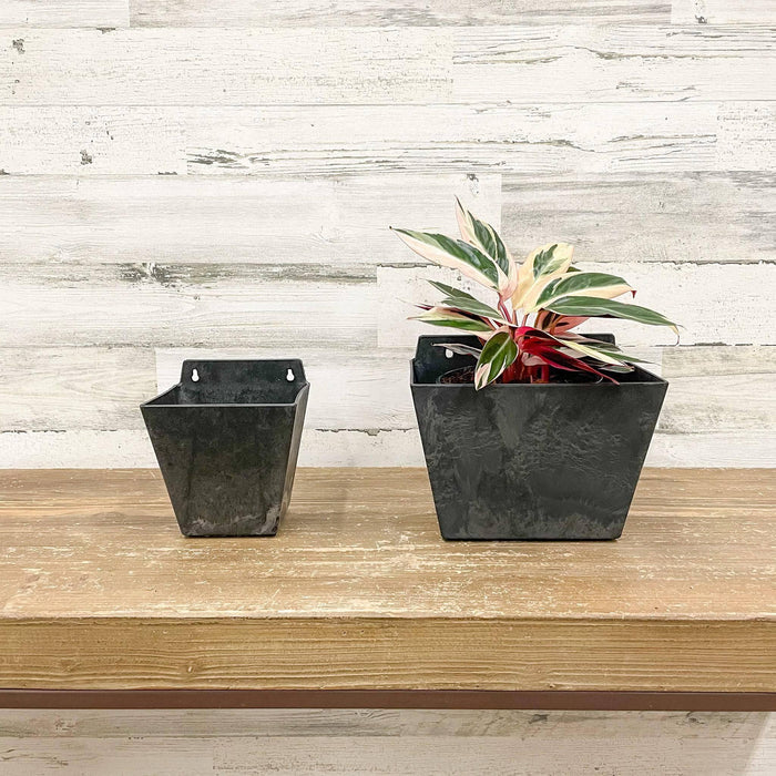 Ella Wall Pot - Black - 8.5-inches - Hicks Nurseries