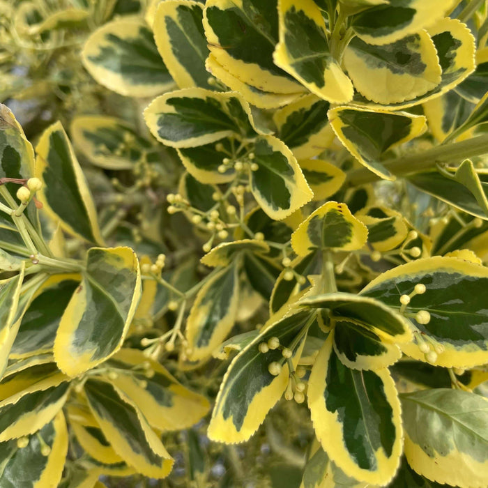 Euonymus - Chollipo - 5 gallon - Hicks Nurseries