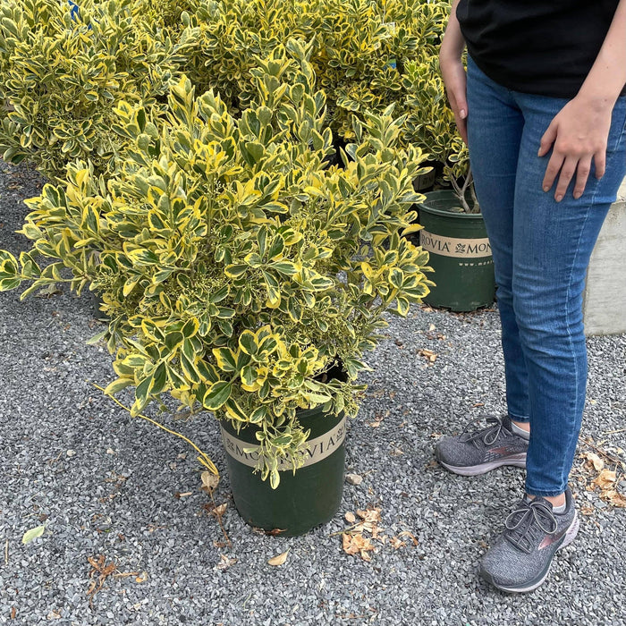 Euonymus - Chollipo - 5 gallon - Hicks Nurseries