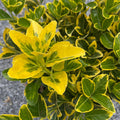Euonymus - Gold Edge - 3 gallon - Hicks Nurseries