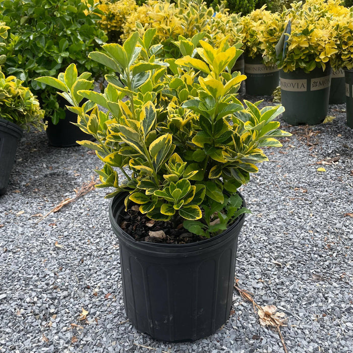 Euonymus - Gold Edge - 3 gallon - Hicks Nurseries