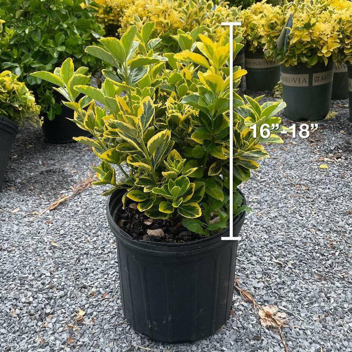 Euonymus - Gold Edge - 3 gallon - Hicks Nurseries