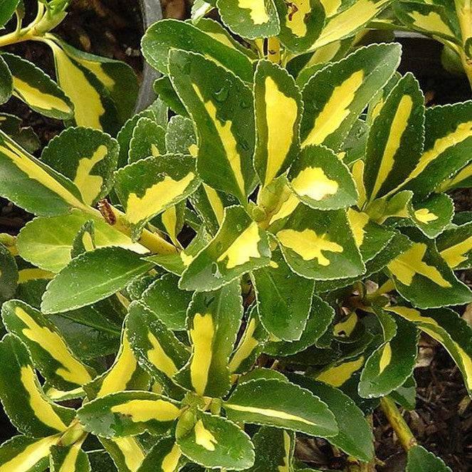 Euonymus - Gold Spot - 5 gallon - Hicks Nurseries
