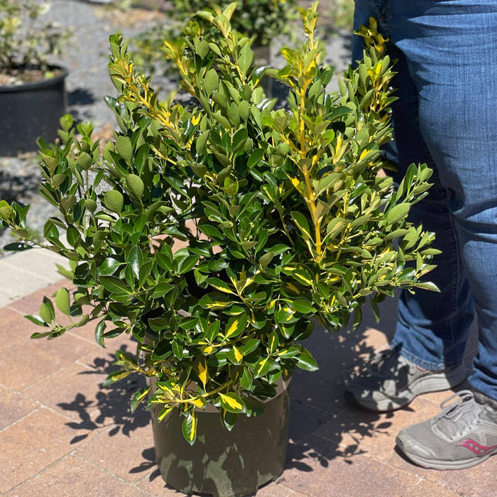 Euonymus - Gold Spot - 5 gallon - Hicks Nurseries
