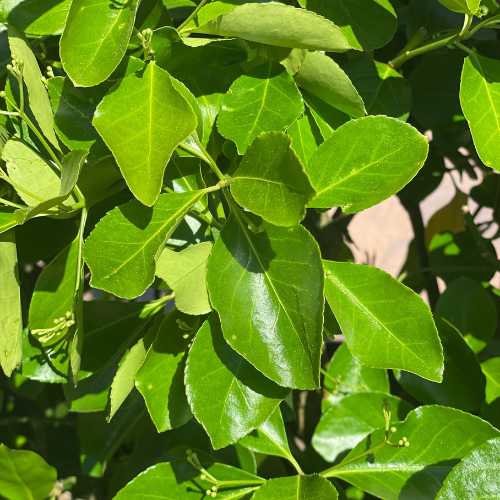 Close-up of glossy, bright green leaves on a Euonymus Manhattan shrub (5 gallon). Dense, oval foliage gives this evergreen plant from Pick-Up & Local Delivery Only vibrant, low-maintenance appeal for your garden.